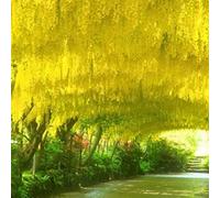 Laburnum Anagyroides - 10 Golden Chain Tree Seeds.