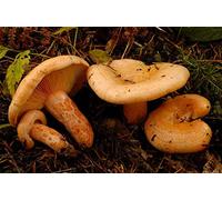 Lactarius Deliciosus - Mycelium - Foresta di funghi - Coltiva i tuoi funghi!