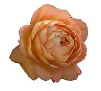 Lady Of Shallot®, rosa viva di Rose Barni®, rosa in vaso English Roses®, fiori grandi a coppa, profumati, colore arancio rame e giallo, cod. 71162