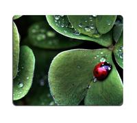 Ladybug Sitting Clover green three leaf insect water dew Mouse Pads Customized Made to Order Support Ready 9 7/8 Inch (250mm) X 7 7/8 Inch (