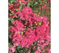 Lagerstroemia indica rosa acceso "Caroline Beauty" pianta in vaso 7x7 cm Vivaio di Castelletto