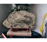 LAGOM HOUSE Fossili in resina modello dinosauro fossile replica decorazione velociraptor modello/scheletro raptor in casa | ufficio | scuola (11,4 x 17,8 cm) (stile β)
