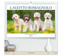 Lagotto Romagnolo - Der Trüffelhund aus Italien (hochwertiger Premium Wandkalender 2026 DIN A2 quer), Kunstdruck in Hochglanz: In 13 wunderschönen ... Starick diese liebenswerte Hunderasse vor.