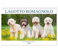 Lagotto Romagnolo - Der Trüffelhund aus Italien (Tischkalender 2026 DIN A5 quer), CALVENDO Monatskalender: In 13 wunderschönen Fotos stellt die ... Starick diese liebenswerte Hunderasse vor.