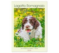 Lagotto Romagnolo - Der Trüffelhund Italiens - Planer (Wandkalender 2026 DIN A2 hoch), CALVENDO Monatskalender: 13 traumhafte Fotos von kleinen und ... begleiten Liebhaber der Rasse durch das Jahr