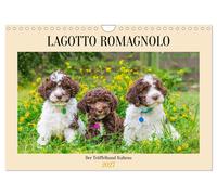 Lagotto Romagnolo - der Trüffelhund Italiens (Wandkalender 2027 DIN A4 quer), CA