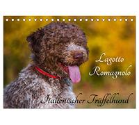Lagotto Romagnolo - Italienischer Trüffelhund (Tischkalender 2026 DIN A5 quer), CALVENDO Monatskalender: Die Trüffelsuchhunde Italiens auf 13 zauberhaften Fotos