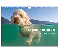 Lagotto Romagnolo - Wasserspiele (Wandkalender 2026 DIN A4 quer), CALVENDO Monatskalender: Sensationelle Bilder des Italienischen Wasserhundes