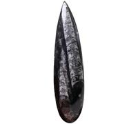 LALADEFIEE Fossile di Orthoceras per Decorazione e Arricchimento Conoscenze Studenti in Minerale Nero e Feste Educative per di