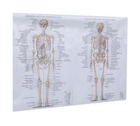 LALADEFIEE Poster Anatomico Muscolare Scheletrico su Seta Resistente Immagine Didattica in Inglese per Studio e Insegnamento Anatomia Umana Grafico Dettagliato per Scuola e Ufficio