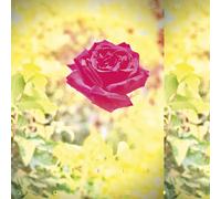 Lambchop Trip (CD)