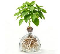 Lampadina avocado Vaso in vetro per fiori, vaso di vetro per avocado e castagne, vaso in vetro idroponico per fiori, per la tavola domestica, per interni ed esterni
