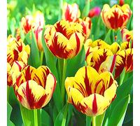 Lampadine a tulipano splendido profumato per la casa e il giardino piantagione di paesaggi affascinanti ornamentali perenni balcone - 6 lampadine, B Seeds ONLY