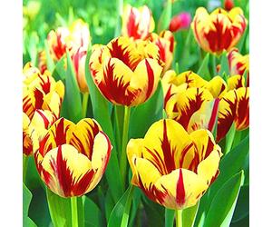 Lampadine a tulipano splendido profumato per la casa e il giardino piantagione di paesaggi affascinanti ornamentali perenni balcone - 6 lampadine, B Seeds ONLY