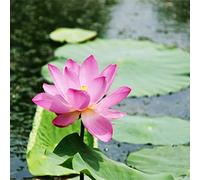 Lamphle 10 Semi di Fiori di Loto Fioritura Georgica Crescita Rapida Eccellente Produzione di Semi di Nelumbo per Giardino Rosa