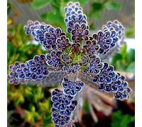 lamphle 100 Pz Blu Semi di Piante Succulente Ornamentali Bonsai Casa Giardino Balcone Decor Fiore Albero da Frutto Semi di Ortaggi Semi di Piante Succulente Blu