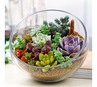 lamphle 100 Pz Pianta Rara Mista Giardino Esotico Lithops Semi Succulenti Decorazione in Vaso per Piantare Giardino
