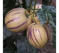 lamphle 30 Pz/Borsa Pepino Semi di Melone Non OGM Easy Care Nutriente Muricatum Aiton Semi Ginseng Semi di Frutta Fiore Albero da frutto Semi di ortaggi Semi di Melone Pepino