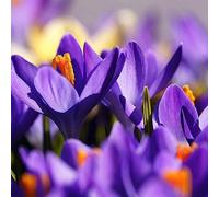 lamphle Semi di Zafferano Croco, 100 Pezzi/Sacchetto di Semi ecologici Resistenti alla siccità Zafferano in Vaso Semi di Croco Fiore Albero da frutto Semi di ortaggi Semi di Croco allo Zafferano