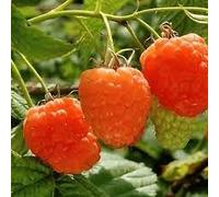 LAMPONE ARANCIONE VALENTINA PIANTE DUE ANNI PIANTA PRODUTTIVA VIVAI VALTELLINA