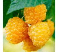 LAMPONE GIALLO RUBUS IDAEUS GOLDEN BLISS FOTO REALI H 100CM