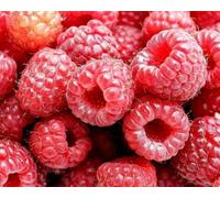 Lampone rosso "Rubus idaeus" frutti di bosco pianta vaso ø18 cm con canna 100 cm