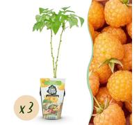 Lampone - Rubus idaeus Fallgold - Difficile - 3 piante - 15-25cm - Ø9cm - Pianta da giardino