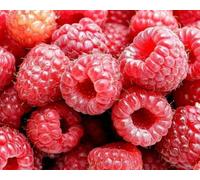 Lampone "Rubus idaeus" frutti di bosco pianta in vaso ø17 cm Vivaio di Castelletto