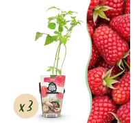 Lampone - Rubus idaeus Heritage - Difficile - 3 piante - 15-25cm - Ø9cm - Pianta da giardino