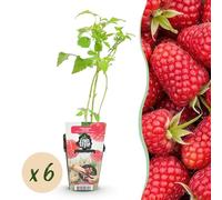 Lampone - Rubus idaeus Heritage - Difficile - 6 piante - 15-25cm - Ø9cm - Pianta da giardino