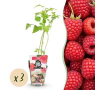 Lampone - Rubus idaeus Ottawa - Difficile - 3 piante - 15-25cm - Ø9cm - Pianta da giardino