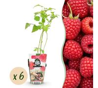 Lampone - Rubus idaeus Ottawa - Difficile - 6 piante - 15-25cm - Ø9cm - Pianta da giardino
