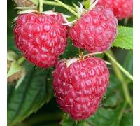 Lampone Twotimer Sugana Rubus idaeus Pianta da Frutto da Giardino Coltivala Tu Stesso in Vaso - Ideale per Aiuole, Bordure e altro