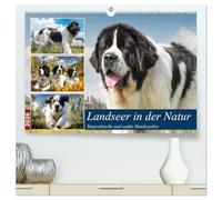 Landseer in der Natur. Majestätische und sanfte Hundeseelen (hochwertiger Premium Wandkalender 2026 DIN A2 quer), Kunstdruck in Hochglanz: In diesen ... Landseer ihre ruhige Stärke und sanfte Würde