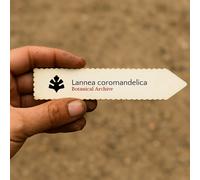 Lannea coromandelica SEEDS - - SEMI Albero della cenere indiano | Albero della