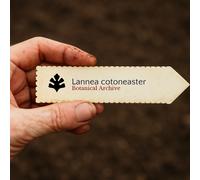 Lannea cotoneaster SEEDS - - SEMI Mango selvatico | Uva africana