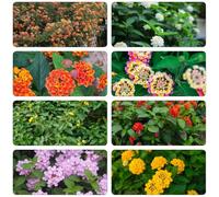 lantana balcone parterre dei primi di balcone primavera estate semi selvatico Copertura resistente primavera 650pcs
