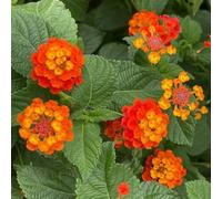 lantana balcone ufficio balcone ufficio semi di resistente tetti verdi 550pcs