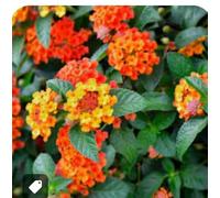 LANTANA CAMARA vaso 14cm Terre di Romagna. Bellissima forte resistente Made in Italy, ARANCIONE FORTE