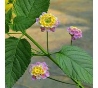 Lantana in vaso autunnali decorazione ufficio per i luoghi 200semi