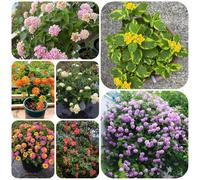 Lantana in vaso primaverili esotico facile curare resistente alla 160semi