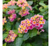 Lantana resistente al calore ombra terrazzo alla siccità 320semi