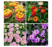 lantana - semi esotiche rampicanti resistenti giardino interno ornamentali selvatici resistenti decorazione 20pcs