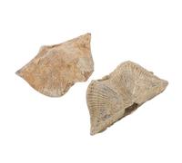 LAPYAPPE 2 Pezzi Naturali per Decorazione e Insegnamento Esemplari per Educativi Paleontologia e Geologia