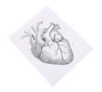 LAPYAPPE Tabella Didattica Anatomica del Cuore 40x50 Cm, Grafico Medico Organi Umani per Scuola e Laboratorio, Pittura Decorativa Cuore per Studio e Spazio Educativo
