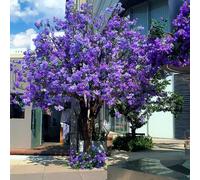 Large Artificial Jacaranda Tree, Purple Flower Fake for Indoor & Outdoor Decor, Ideal for Wedding, Party, and Commercial Spaces(1.8mx1.5m)