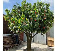 Large Full Canopy Artificial Persimmon Tree, Realistic Faux Fruit with Lush Green Leaves, Free Standing Fake for Indoor Outdoor(2.5mx2m)