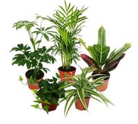 Large set of room plants with 5 plants - 9cm