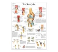 L'Articolazione Del Ginocchio, Poster E Stampe Su Tela, La Struttura Del Corpo, Lo Scheletro, L'Arte Murale, Il Sistema Nervoso, L'Anatomia, L'Educazione Medica 60X80Cm Senza Telaio