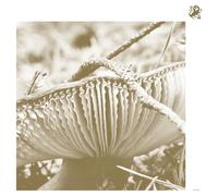 late night poems-rise & bloom lp